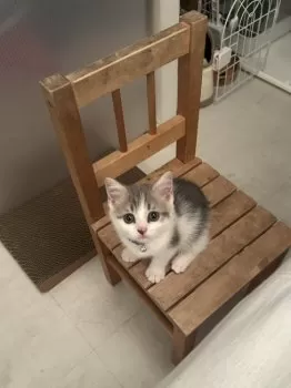 S.K 様のお迎えした子猫