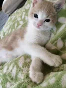 KZM 様のお迎えした子猫