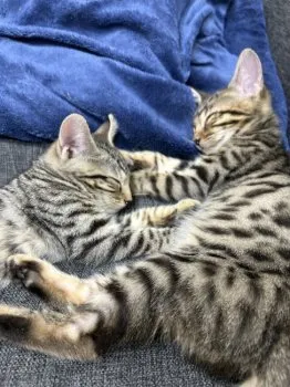 J.S 様のお迎えした子猫