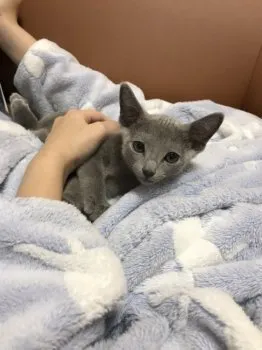 Grace 様のお迎えした子猫