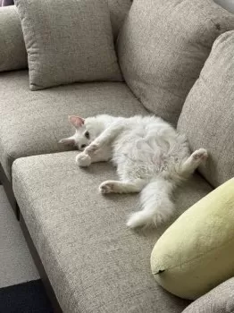 K.T 様のお迎えした子猫