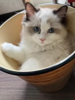 S.Ｉ 様のお迎えした子猫