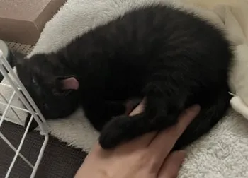 ゆず 様のお迎えした子猫