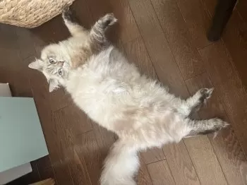 匿名 様のお迎えした子猫