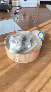 m 様のお迎えした子猫