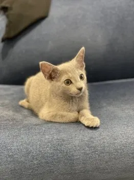 aki 様のお迎えした子猫