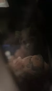 R.A 様のお迎えした子猫