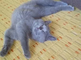 ネオ 様のお迎えした子猫