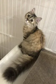 jumi 様のお迎えした子猫