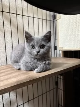 N.N 様のお迎えした子猫