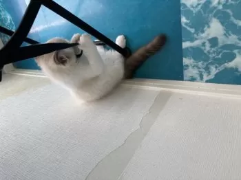 猫の為に家建てたい 様のお迎えした子猫