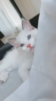 T.T 様のお迎えした子猫