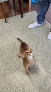 みやち 様のお迎えした子猫