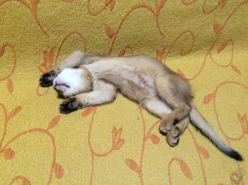 みねち 様のお迎えした子猫