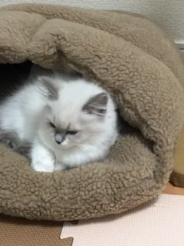 しん 様のお迎えした子猫