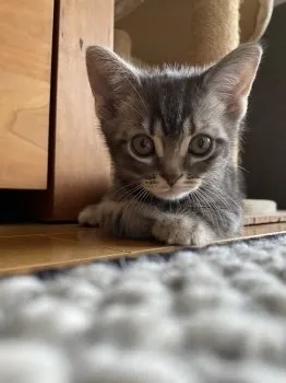 コタハナ 様のお迎えした子猫