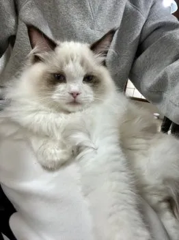 tsutomu 様のお迎えした子猫