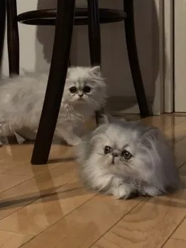 ココリン 様のお迎えした子猫