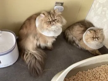 M.O 様のお迎えした子猫