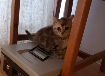 K.Ｉ 様のお迎えした子猫