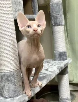 林　 様のお迎えした子猫
