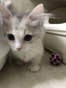 ひろ 様のお迎えした子猫