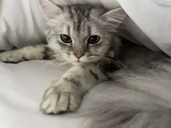 T.F 様のお迎えした子猫