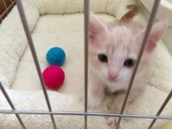 ゆきお君 様のお迎えした子猫