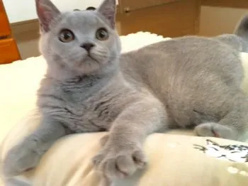 さー 様のお迎えした子猫
