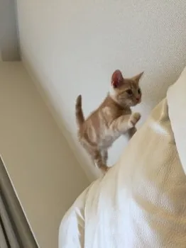 チッちゃん 様のお迎えした子猫