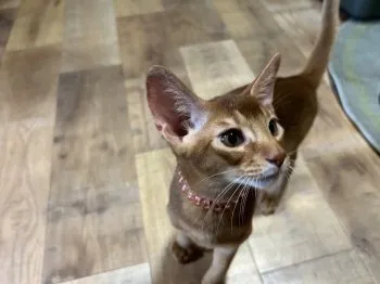 M.H 様のお迎えした子猫