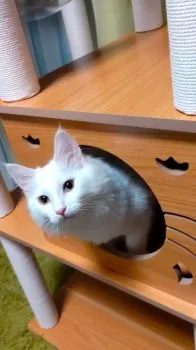 M.S 様のお迎えした子猫