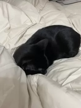 R.S 様のお迎えした子猫
