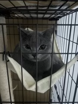まちこ 様のお迎えした子猫