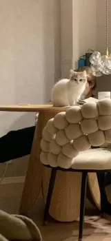 M.S 様のお迎えした子猫