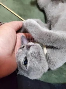 M.M 様のお迎えした子猫