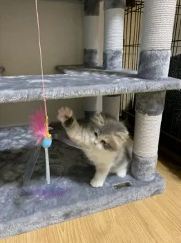 まーちん 様のお迎えした子猫