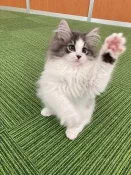 NDH 様のお迎えした子猫