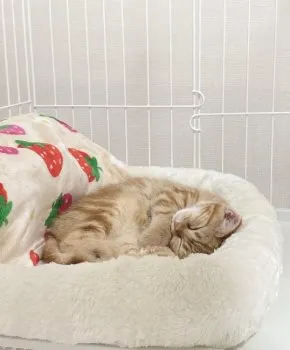 aya 様のお迎えした子猫