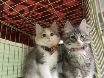 霄 様のお迎えした子猫
