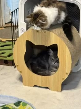 N.K 様のお迎えした子猫