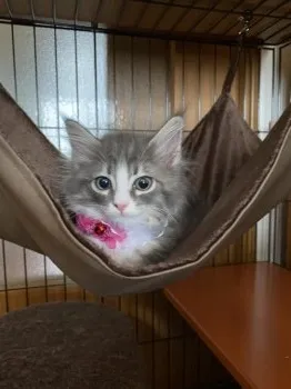 L 様のお迎えした子猫