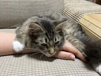 M.S 様のお迎えした子猫