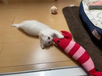 K.D 様のお迎えした子猫