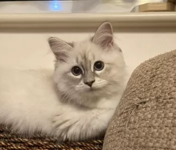 M.K 様のお迎えした子猫