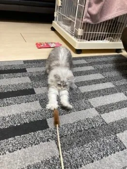 こーちん 様のお迎えした子猫