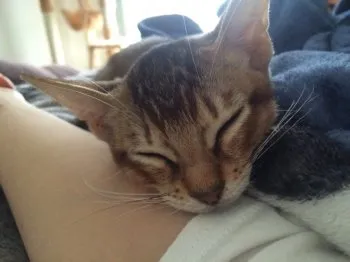 もんママ 様のお迎えした子猫