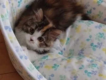 クー 様のお迎えした子猫