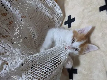 ケイ 様のお迎えした子猫