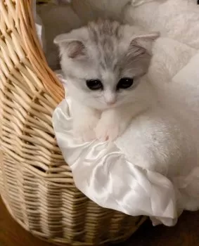 TOMO 様のお迎えした子猫
